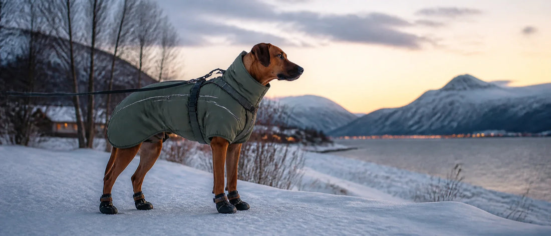 Dog wearing a reflective winter jacket and secure boots during a snowy twilight walk in Scandinavia - Petifo