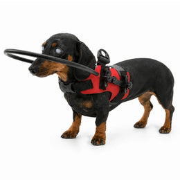 Rot