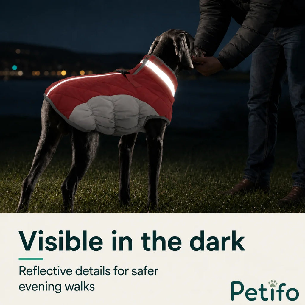Dark outdoor scene showcasing a dog wearing a reflective winter coat with visible light-reflecting details for safety.