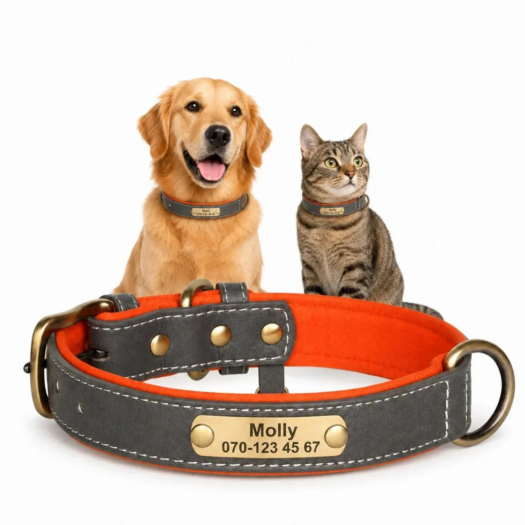 Studio shot of a golden retriever and a tabby cat alongside a grey-and-orange dual-layer leather collar with a custom engraved nameplate.
