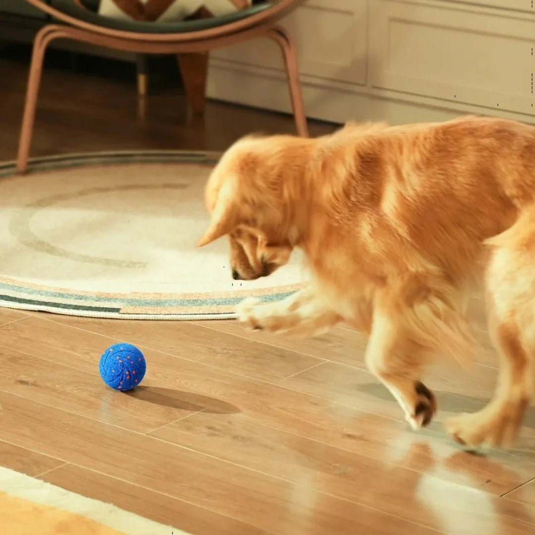 Dog Ball - Petifo