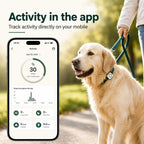 Pet activity tracking app showing steps location and health monitoring Petifo