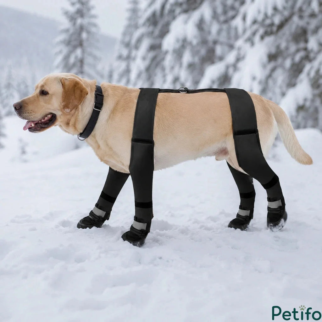 Golden retriever wearing protective black winter dog boots and an H-strap body harness while walking through a snowy forest.