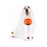 Halloweenkostüm mit Kürbiskorb für Hunde