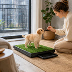 Welpe lernt, ein Indoor-Hundetoilet mit Kunstrasen zu benutzen